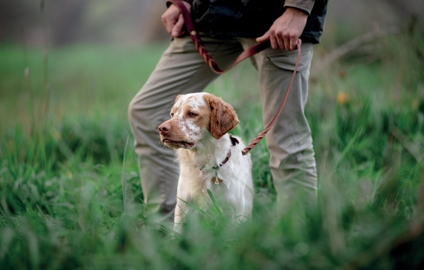 Охотничья собака с хозяином в траве