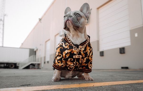 Большой французский бульдог в костюме с золотой цепью 