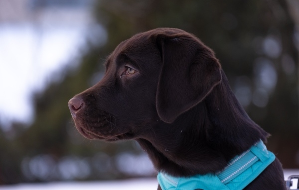 Большой коричневый лабрадор в голубом ошейнике