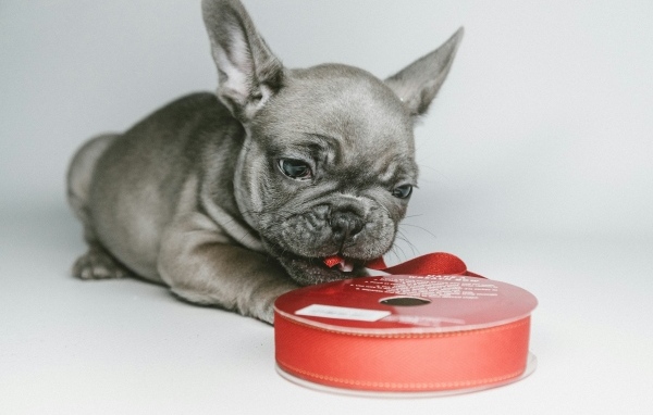 Маленький французский бульдог грызет ленту