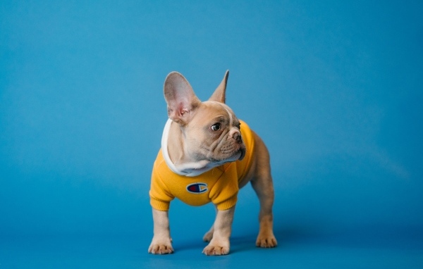 Маленький французский бульдог на голубом фоне