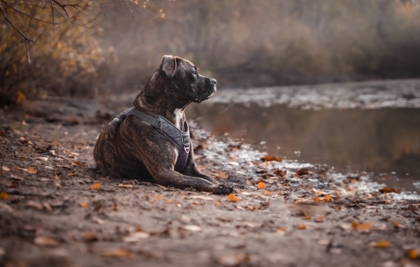 Питбуль лежит на берегу озера осенью