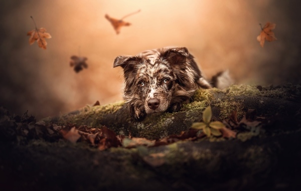 Грустная австралийская овчарка лежит на земле в парке