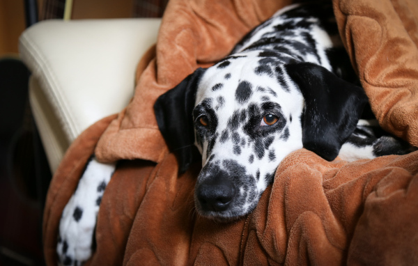 Грустный далматин лежит в кресле