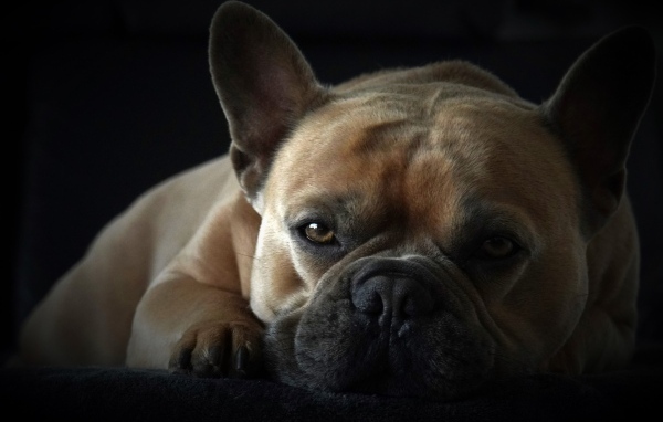 Грустный французский бульдог на черном фоне
