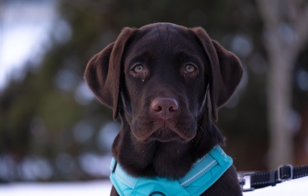 Грустный лабрадор зимой