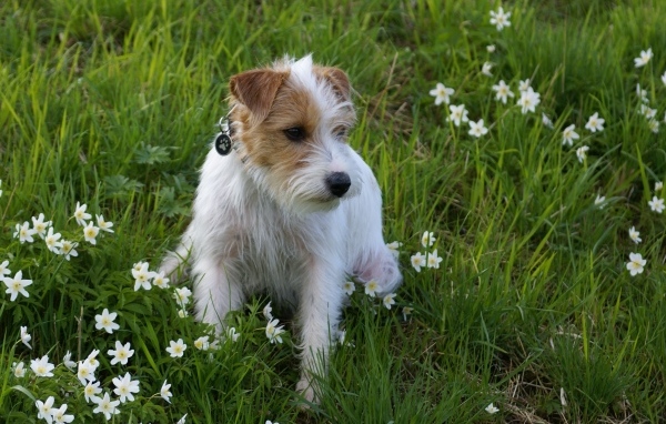 Грустный пес сидит в зеленой траве с зелеными цветами