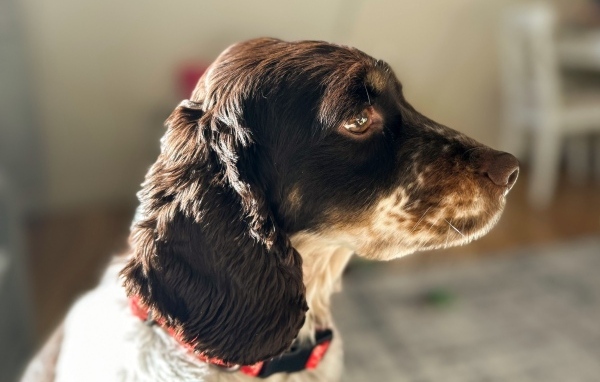 Грустные глаза у домашнего спаниеля