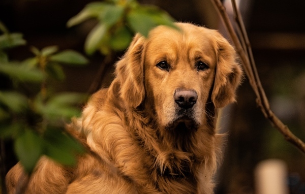 Грустный золотистый ретривер в зеленых листьях