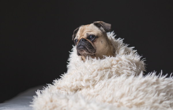 Грустный мопс укутан в белое меховое покрывало 
