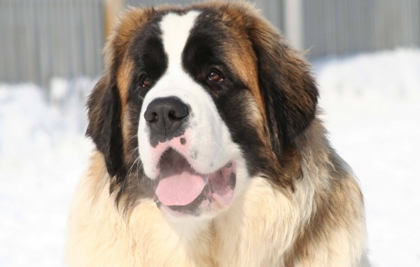 Собака породы сенбернар с высунутым языком