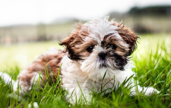 Собака породы ши-тцу лежит на зеленой траве