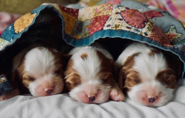 Три маленьких спящих щенка под одеялом