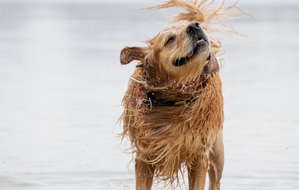 Мокрый золотистый ретривер в воде
