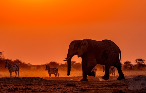 Слоны и зебры в Африке в сумерках