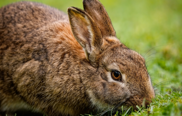 Серый кролик на зеленой траве