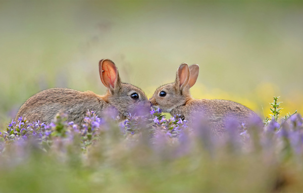 Два милых зайца в цветах 