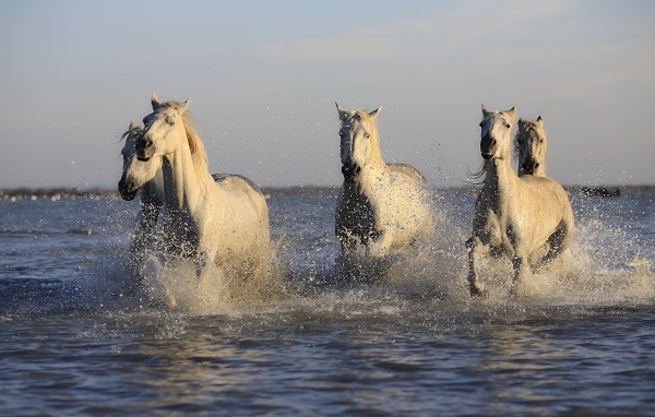 Стадо белых лошадей бежит по воде