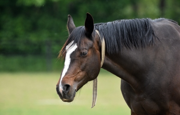 Большой красивый коричневый конь 