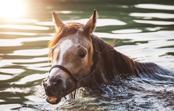 Большая коричневая лошадь плывет по воде