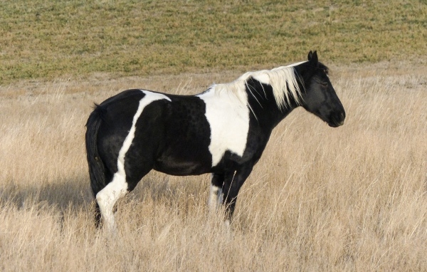 Черно-белая лошадь пасется на сухой траве