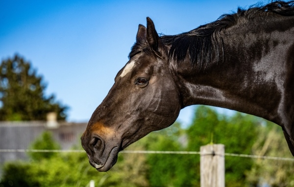 Голова черного коня крупным планом