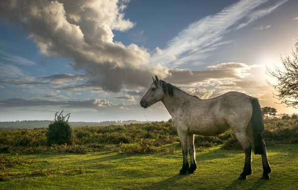 Лошадь на пастбище под красивым небом