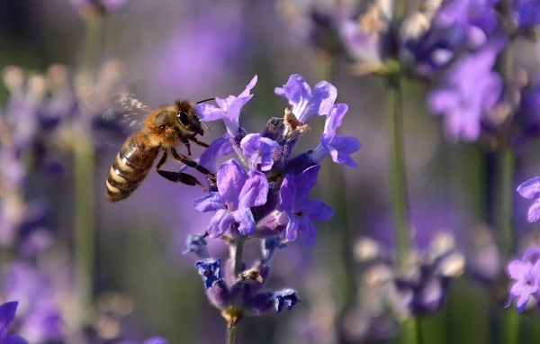 Пчела кружит у цветка лаванды