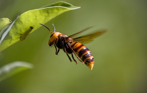 Большая оса летает у зеленых листьев 
