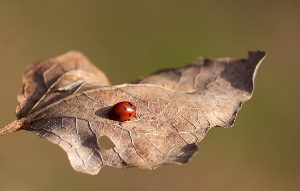 Красная божья коровка сидит на сухом листке