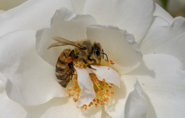 Маленькая пчела на белом цветке шиповника