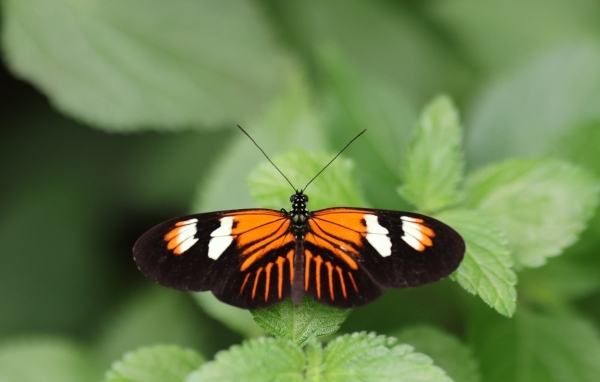 Красивая бабочка расправила крылья на зеленом листке