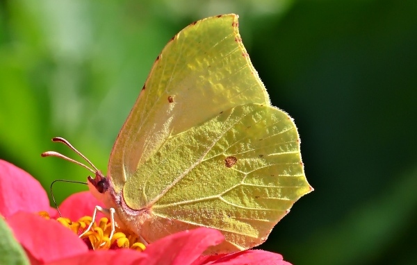 Красивая желтая бабочка сидит на цветке циннии 