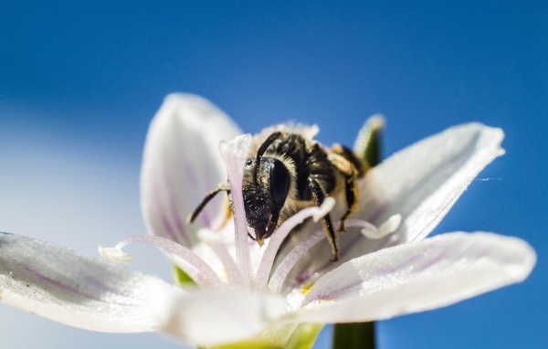 Пчела сидит на весеннем цветке на голубом фоне