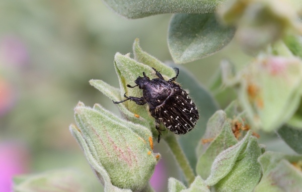 Черный жук сидит на зеленом растении