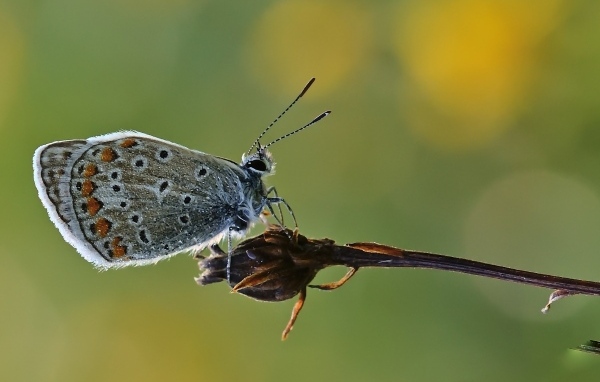 Голубая маленькая бабочка сидит на растении 