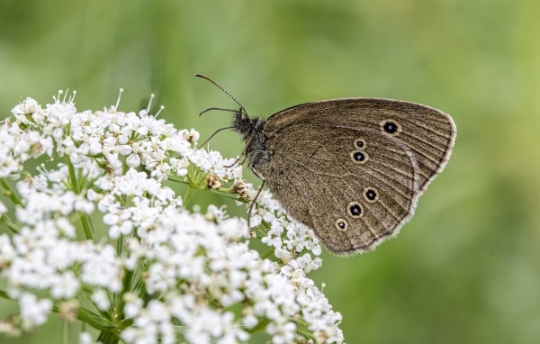 Коричневая бабочка на белом цветке крупным планом