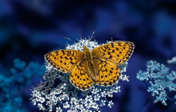 Коричневая бабочка сидит на белом цветке