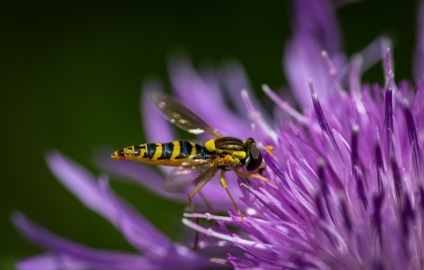 Муха жужжалка на розовом цветке