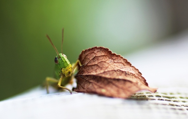 Зеленый кузнечик с листом