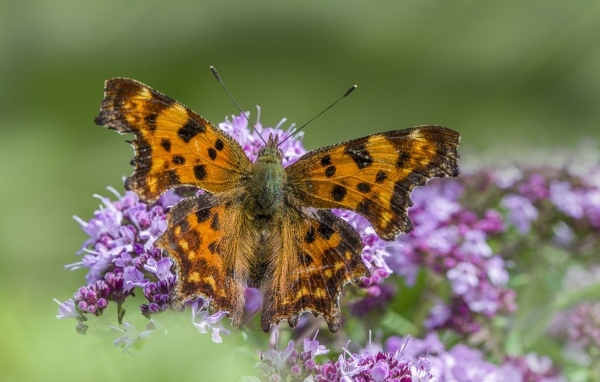 Большая коричневая бабочка на розовом цветке