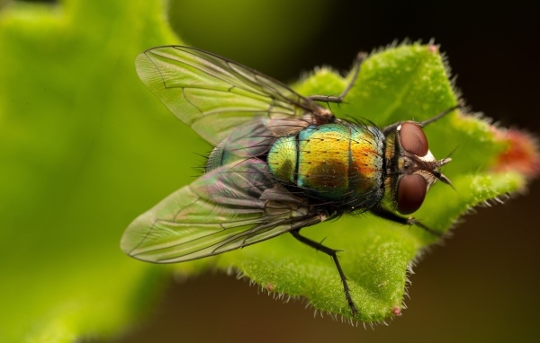 Большая зеленая муха на листке крупным планом
