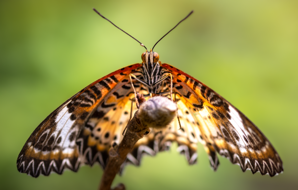 Большая бабочка златоглазка на ветке