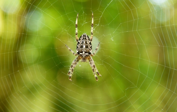 Большой паук на паутине крупным планом