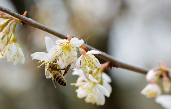 Маленькая пчела опыляет цветок вишни 