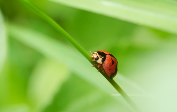 Красная божья коровка на зеленой траве