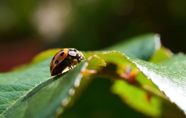 Красная божья коровка сидит на зеленом листке