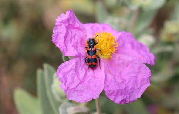 Полосатый жук сидит на розовом цветке