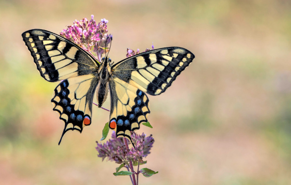 Бабочка махаон сидит на розовом цветке 