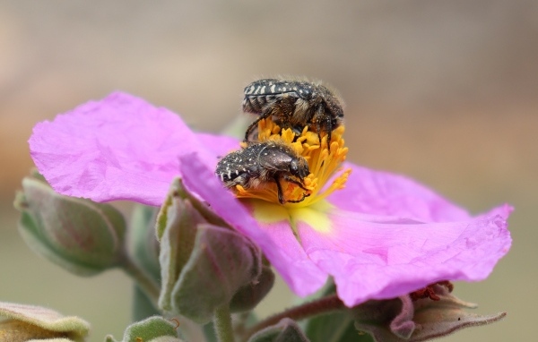 Два черных жука на розовом цветке